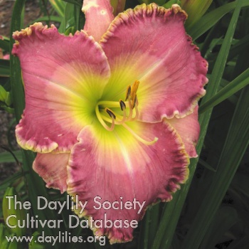 Daylily Charles Can't Have It
